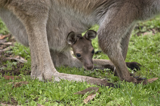 joey Kangaroo-Island kangaroo