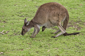 Naklejka na ściany i meble Kangaroo-Island kangaroo with joey