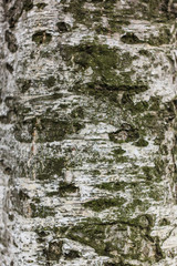 natural wood texture-birch
