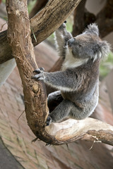 Australian koala