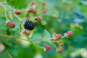 Single ripe blackberry on bush