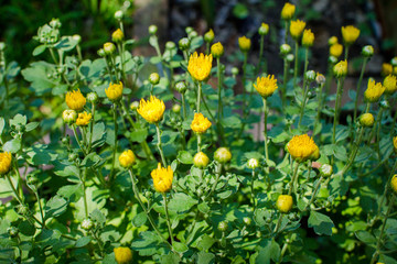 Mum Flowers Blooming