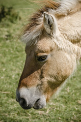 Fototapeta premium portrait of a pony horse