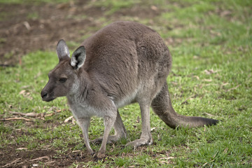 Naklejka na ściany i meble western grey kangaroo