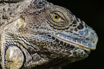 close up portrait of a lizard