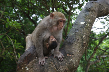 Naklejka na ściany i meble Macaque in the monkey Island, Cat Ba.