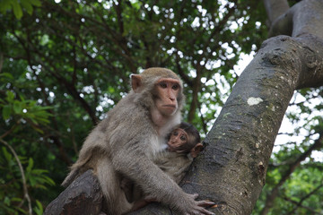 Macaque in the monkey Island, Cat Ba.