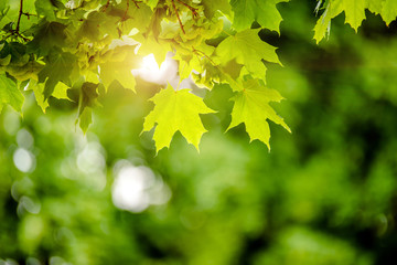 Green nature background with maple leaves