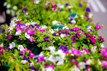 Colorful petunias grow on flower beds in the city