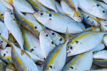 Fresh mackerel fish at the seafood market