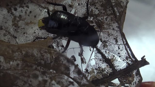 The oriental cockroach (Blatta orientalis) birth egg cases (ootheca) isolated on a white background with light effects