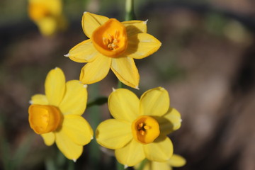 yellow flowers