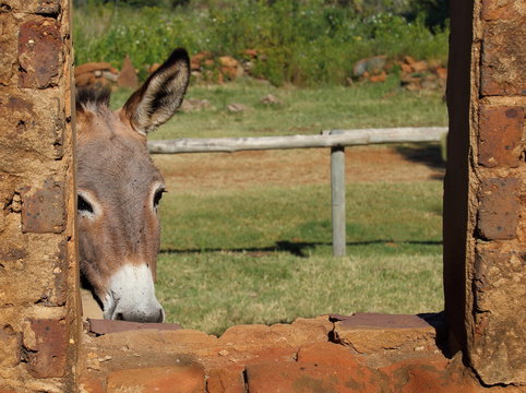 Small brown colored donkey peeps shyly through the window of a dilapidated old stable image with copy space in landscape format