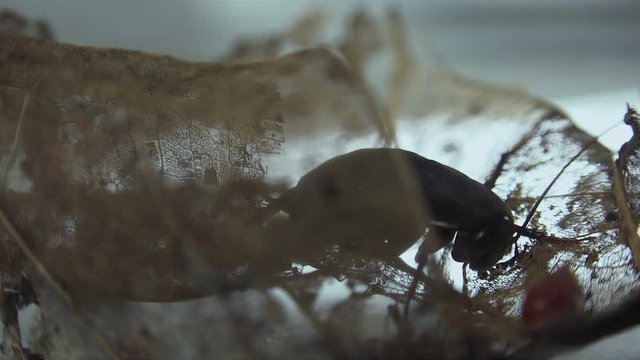 The oriental cockroach (Blatta orientalis) birth egg cases (ootheca) isolated on a white background with light effects
