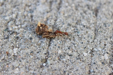 fire ant