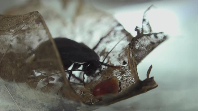 The oriental cockroach (Blatta orientalis) birth egg cases (ootheca) isolated on a white background with light effects