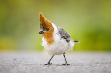 Close up of a young cardinal bird 