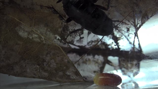 The oriental cockroach (Blatta orientalis) birth egg cases (ootheca) isolated on a white background with light effects