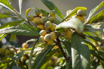 Fototapeta premium Simple still-life photo of young medlar berries