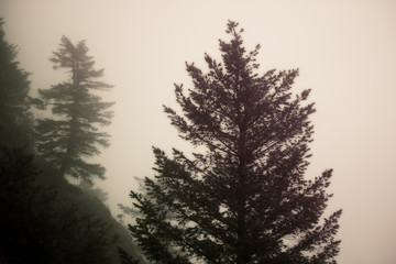 Tree Forrest Fog 