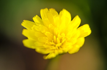 Close up of a yellow flower