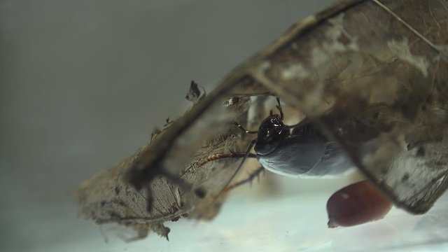 The oriental cockroach (Blatta orientalis) birth egg cases (ootheca) isolated on a white background with light effects