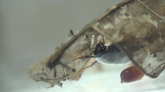 The oriental cockroach (Blatta orientalis) birth egg cases (ootheca) isolated on a white background with light effects