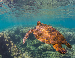 Sea Turtle swimming over the Reef