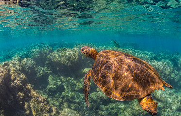 Sea Turtle swimming over the Reef