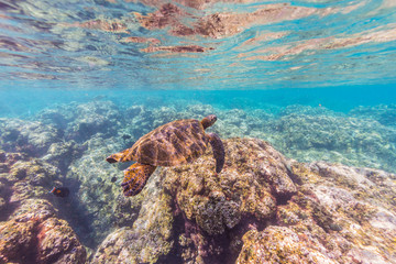 Sea Turtle swimming over the Reef