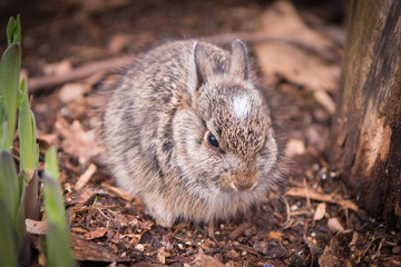 Baby bunny
