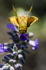 close up of a butterfly on a flower