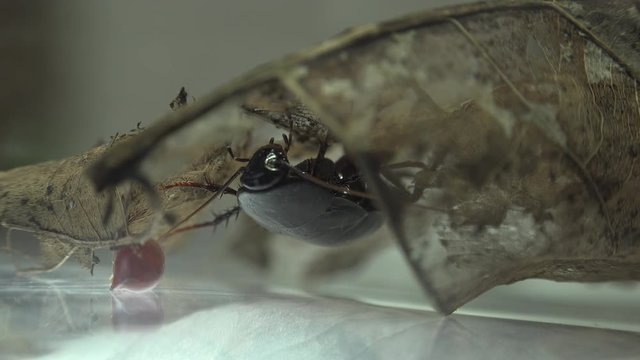 The oriental cockroach (Blatta orientalis) birth egg cases (ootheca) isolated on a white background with light effects