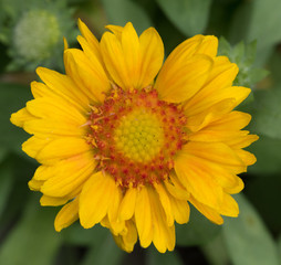 Close Up of a Yellow Daisy photographed with a shallow depth of field against green leaves.
