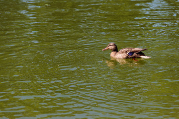 Wild duck on the lake surface