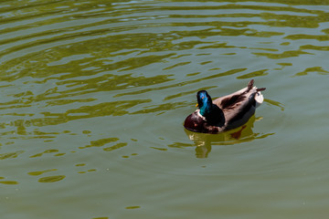Wild duck on the lake surface