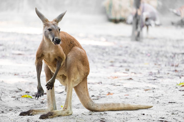 Kangaroo in Open Zoo, Thailand