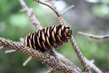 Little Pinecone
