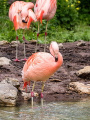 Chilean flamingos are enjoying summertime on water