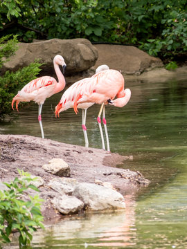 Chilean flamingos are enjoying summertime on water