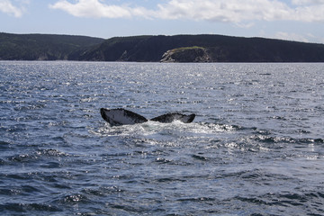 Naklejka premium Whale Tail