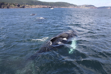 Swimming Whale