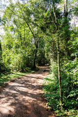 Fototapeta premium path in the forest