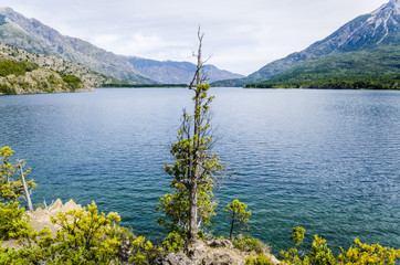 tree in a lake and mountains landscape