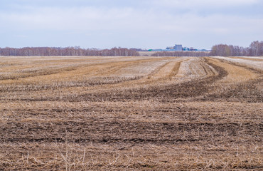 agricultural plant on the background of the sown field in the springtime