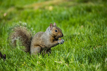 Naklejka na ściany i meble cute brown squirrel eating something on the green grass field