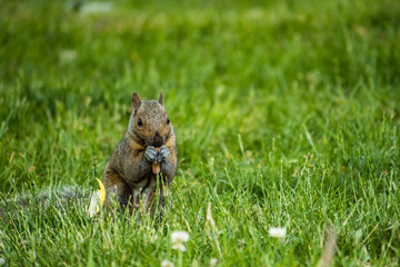 cute brown squirrel eating pine cone on the green grass facing your way
