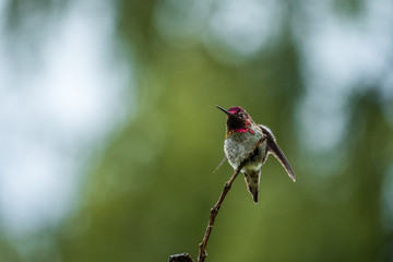 male ana's humming bird flipping its wings on the tip of a twig with red face feather and green background