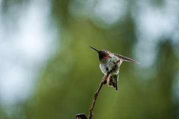 male ana's humming bird flipping its wings on the tip of a twig with red face feather and green background