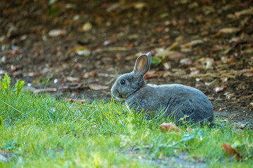 portrait of cute grey bunny resting on the green grass